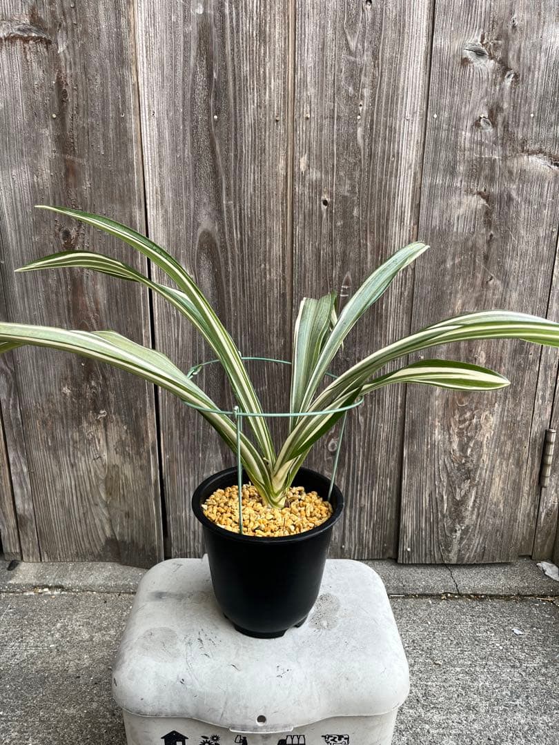 万年青銘品『鶴裳』成木　寒蘭　春蘭　東洋蘭　万年青