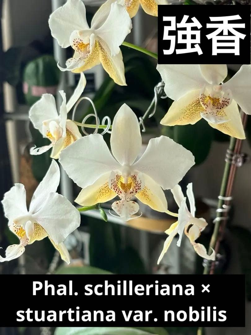 超レア★【強香大株】希少交配種★シレリアナｘスチュアートアナ 洋ラン　洋蘭