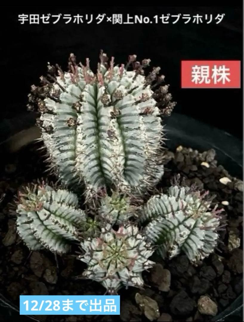 12/28まで出品 ユーフォルビアホリダ 宇田ゼブラ×関上No.1ゼブラホリダ