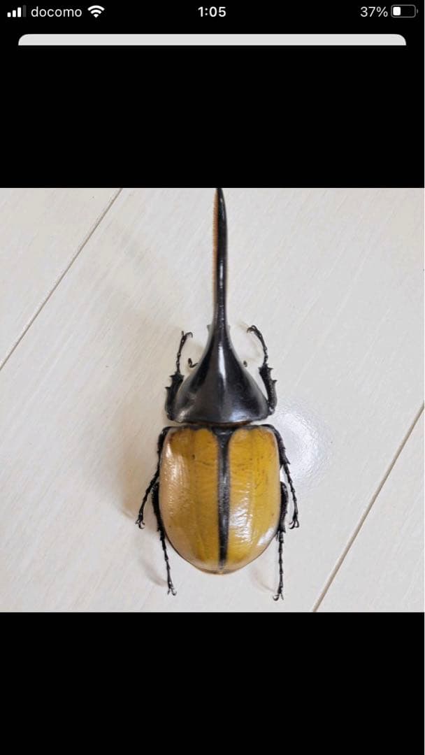 ヘラクレス・エクアトリアヌス♂標本