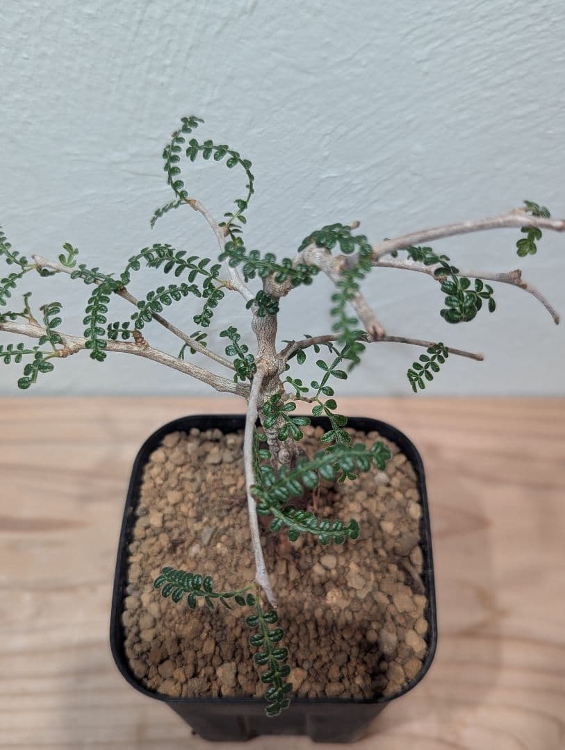 オペルクリカリア・ヒファエノイデス③ 4号鉢