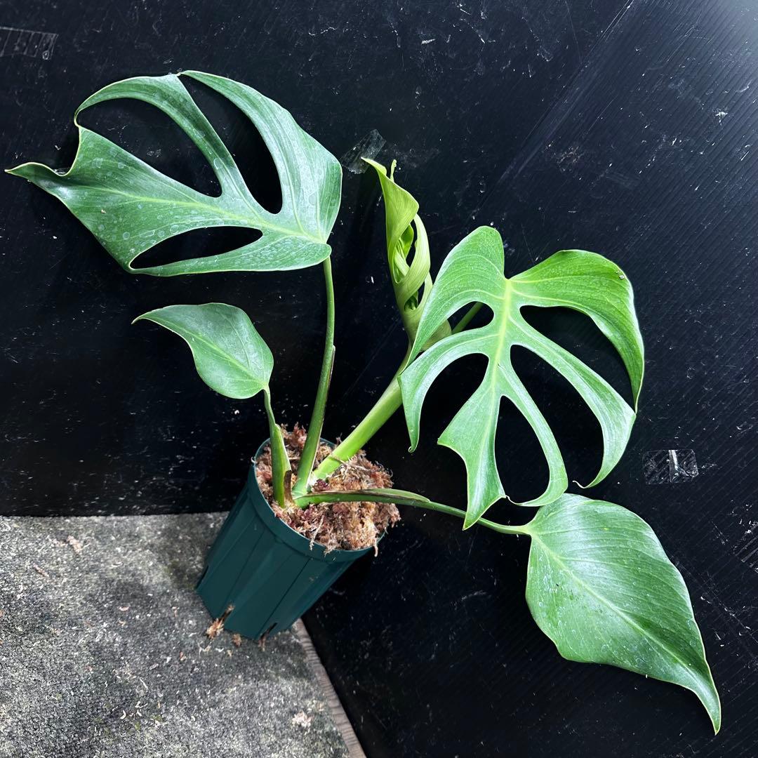 k*o様 モンステラデリシオーサシエラナオアハカ増殖株大株美葉個体レア