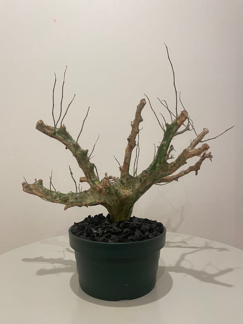 コミフォラ カンペストリス（特大） Commiphora Campest