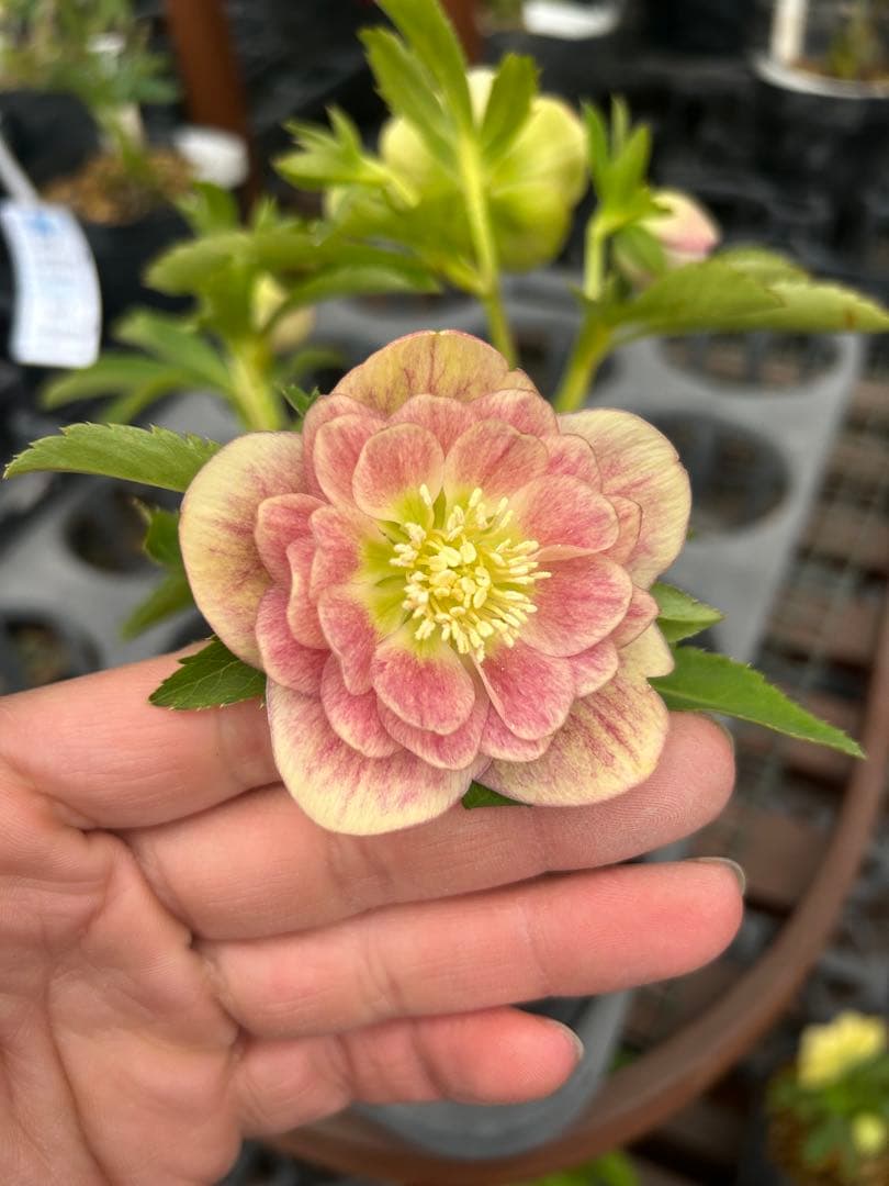 加藤農園 イエロープリマヴェーラ クリスマスローズ 同梱可能