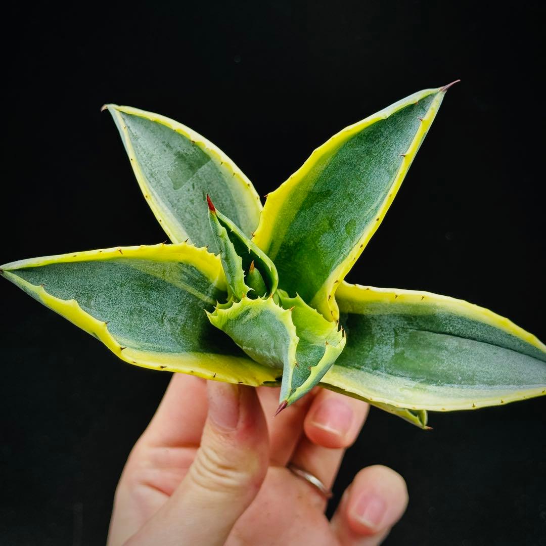 t*0様 棘界/アガベ/リップルエフェクト/天芽美株/コレクション株