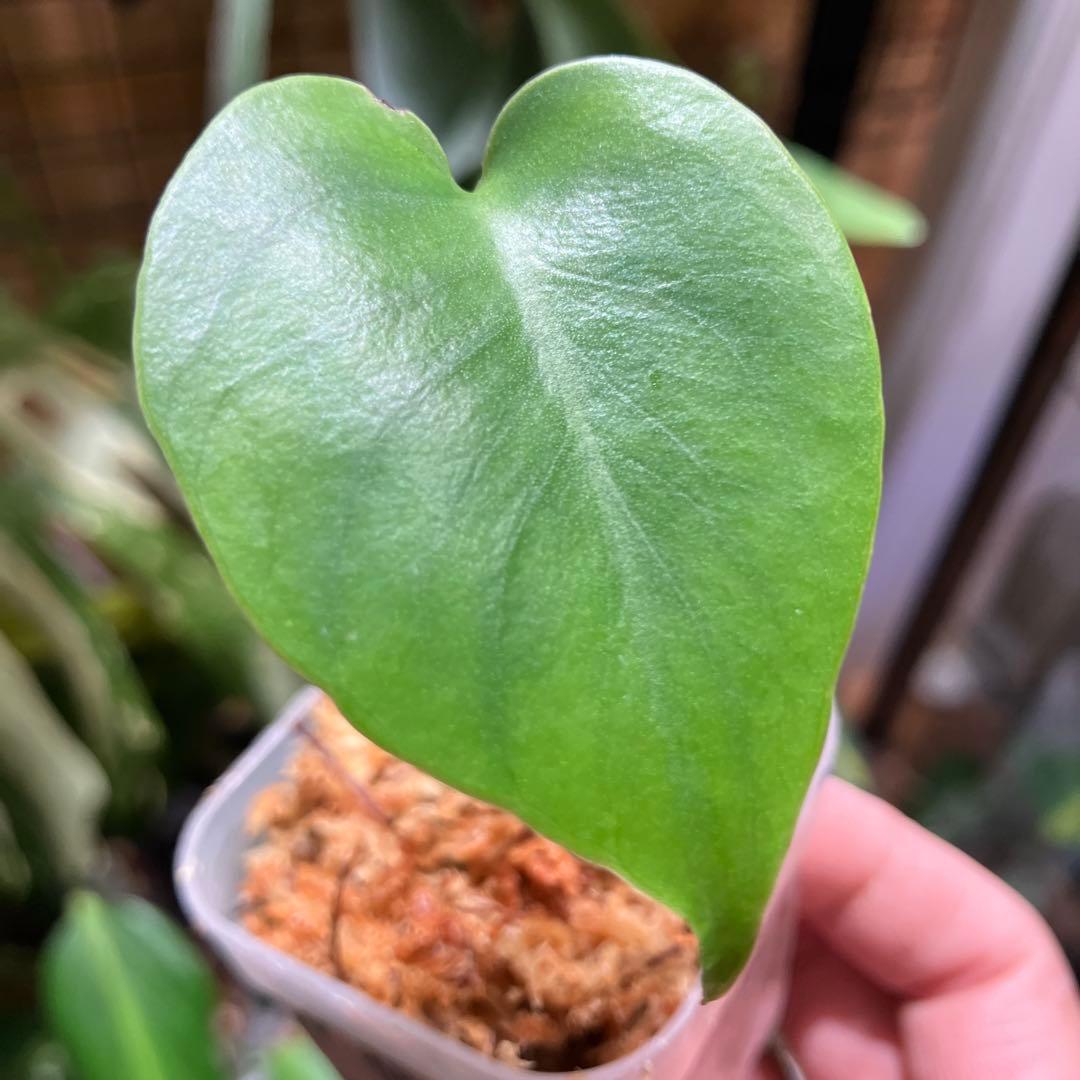 モンステラ　福助　発根済み