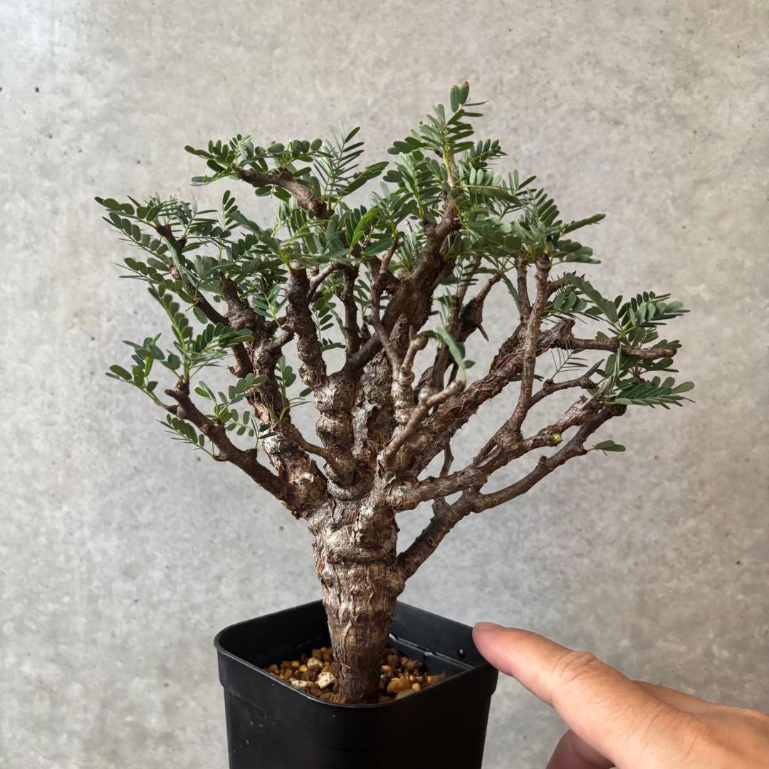 y*a様 センナ メリディオナリス13