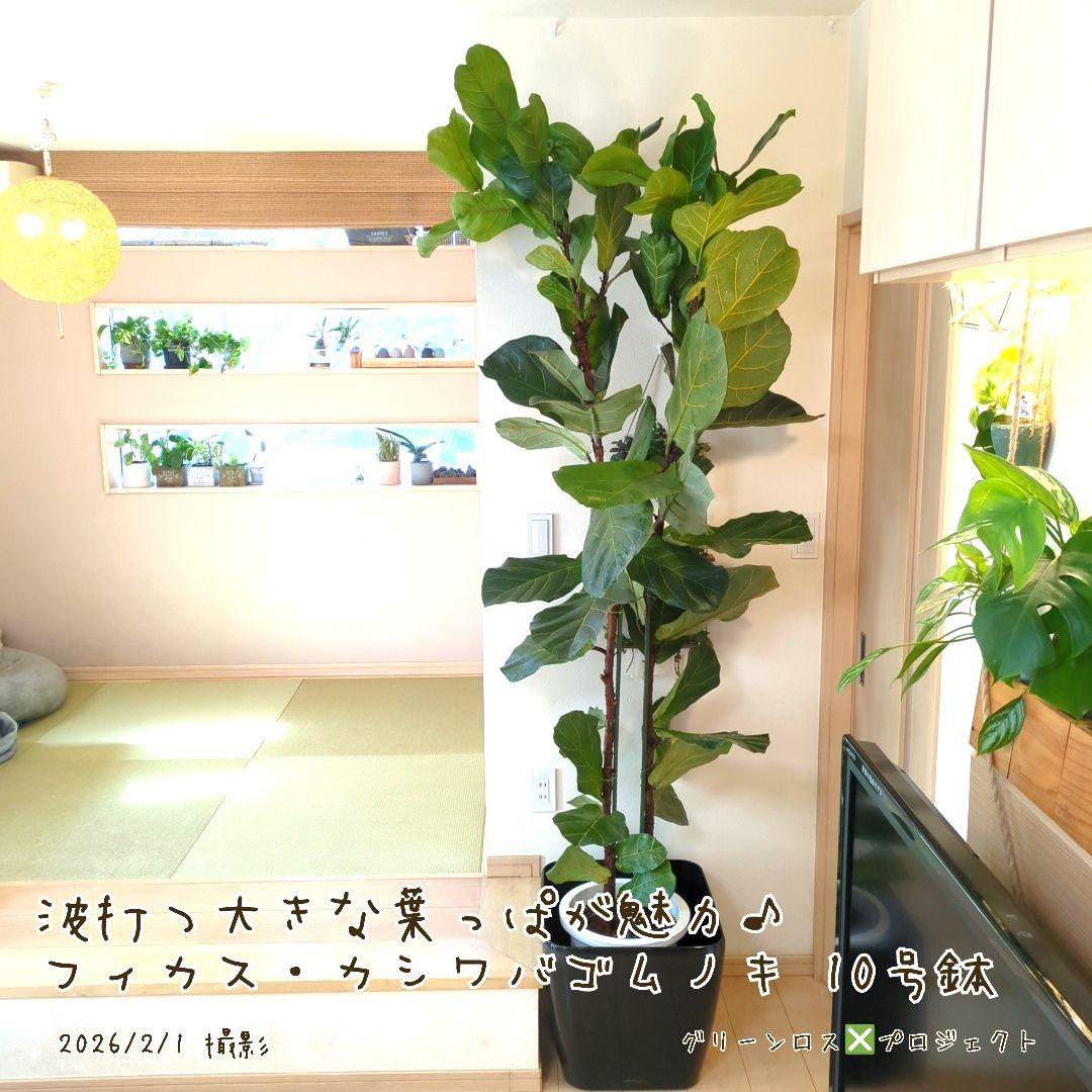 【高橋涼介LOVE⚠群馬県】フィカス・カシワバゴムノキ10号鉢