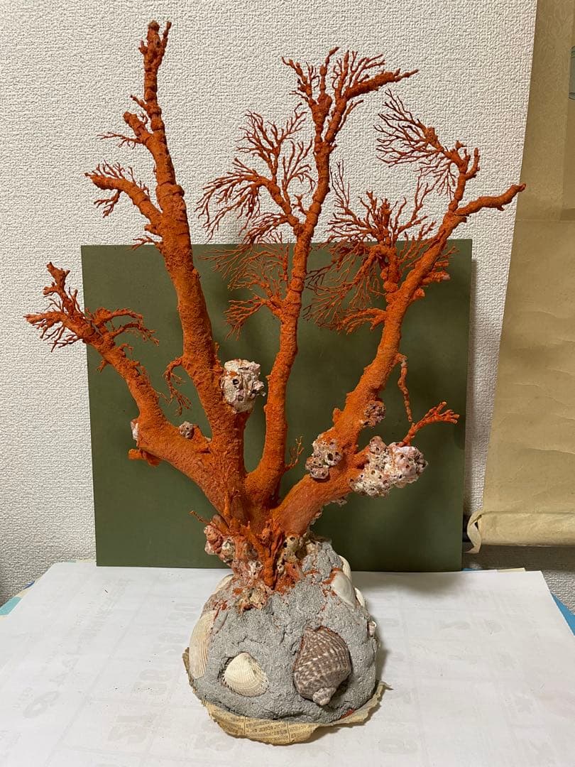 赤珊瑚 天然アップル珊瑚 原木