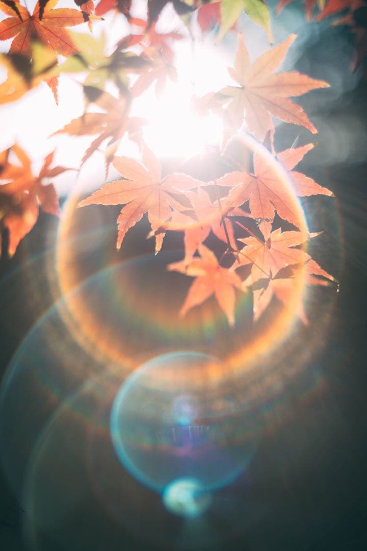 【フレア良好】Super Takumar 55mm f1.8 作例有り