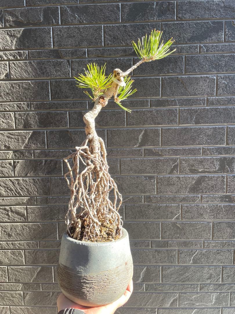 根上がり黒松中品盆栽