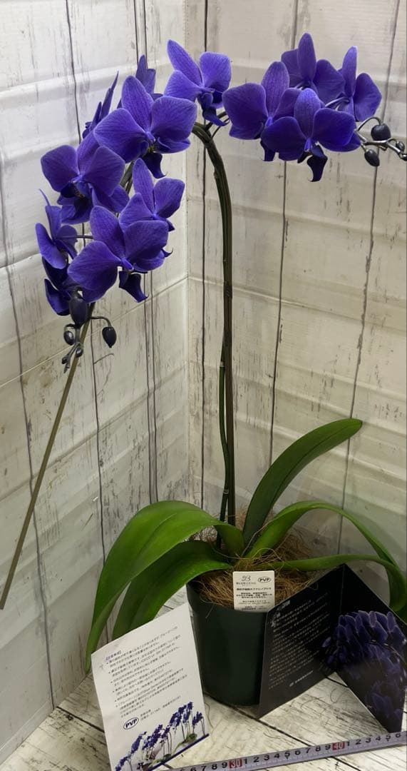 ③正規品　希少品種　胡蝶蘭　コチョウラン　ファレノプシス　ブルージーン　パープル