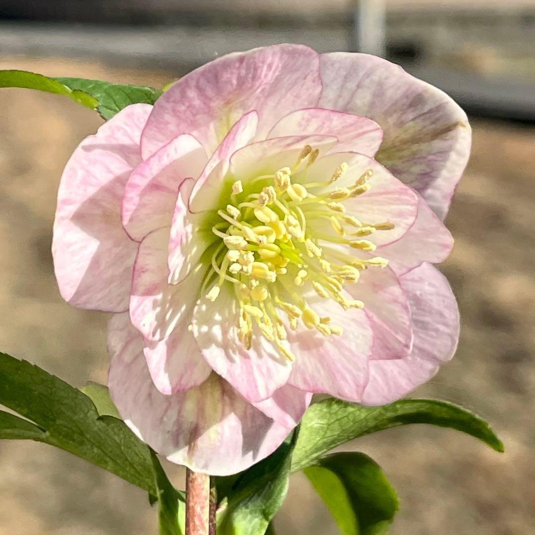 ヒ*イ様 ☘️蕾付き☘️3317⭐️小輪⭐️ペールピンクぼかし⭐️クリア美人⭐️