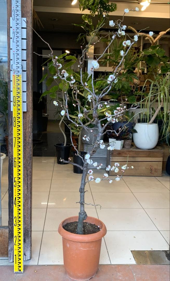 雲竜梅　ウンリュウバイ 8号 2