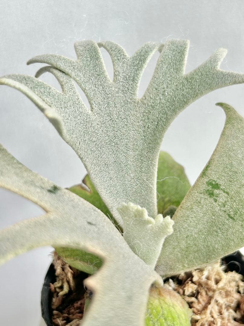 【メルカリ便】P. Willinckii Totoro' （spore）【99】