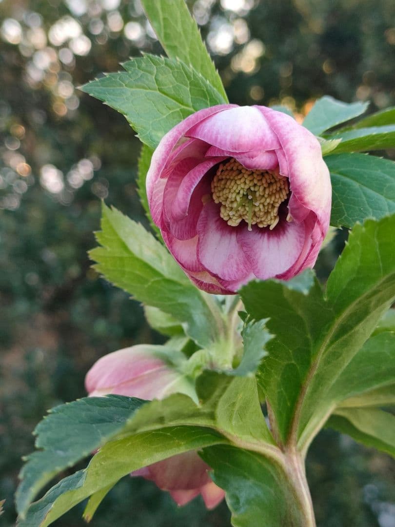 クリスマスローズ　苗