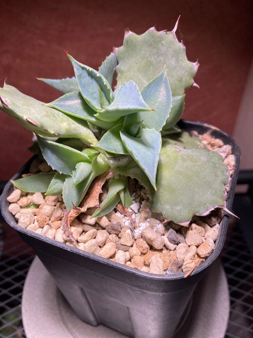 ピロちゃん　アガベhyb 姫蠍蟹　※子株　※2株のお値段