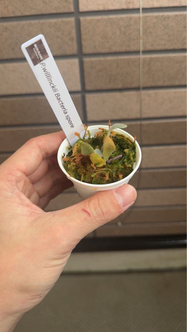 ビカクシダ P.willinckii 'Bacteria spore select '