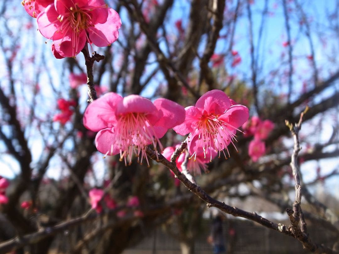 【Waltさま専用】【誰もが認める名機】RICOH GR DIGITAL Ⅲ