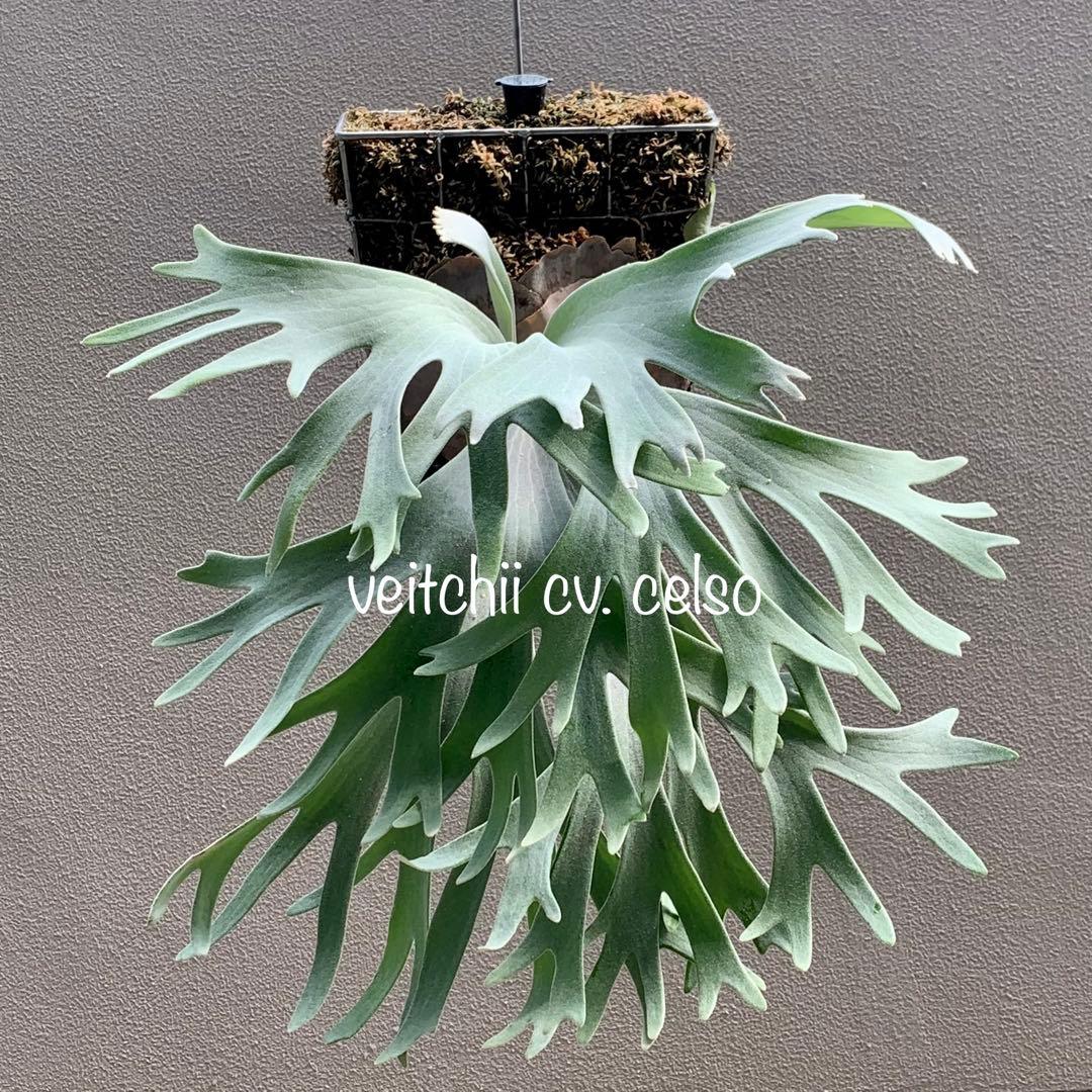 OC株 veitchii cv.celso Tatsutaセルソビカクシダ18