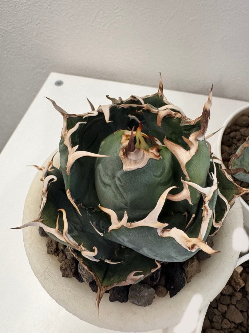 アガベ　チタノタ　セット販売