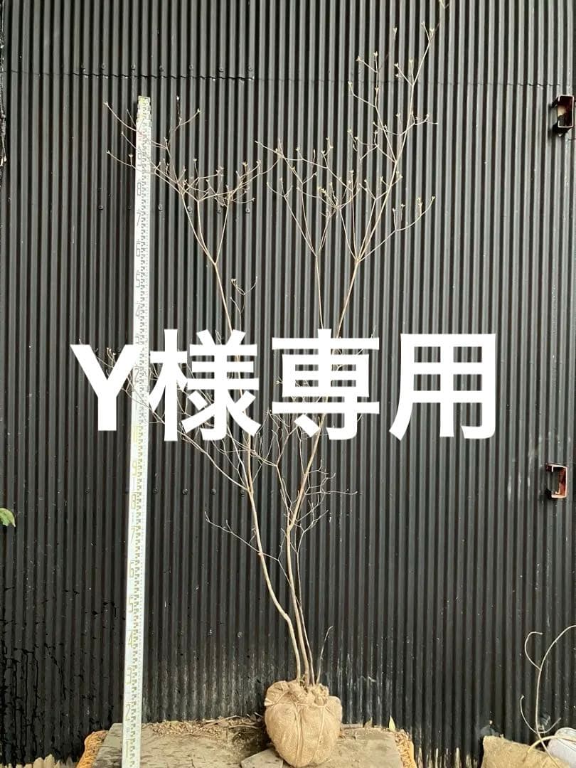 Yです！ 山採り　バイカツツジ