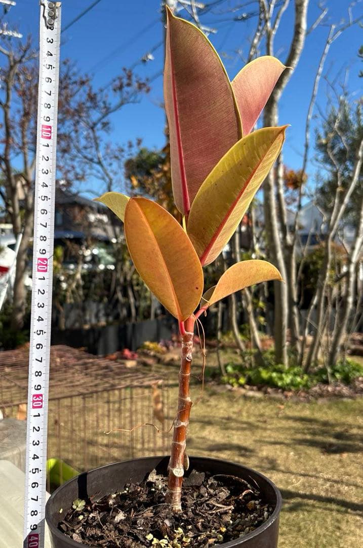 フィカス　エルメス　植物　インテリア