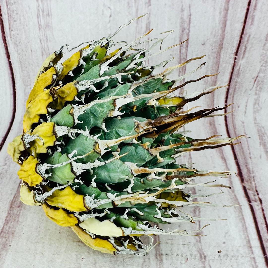 ⑤ アガベ ユタエンシス エボリスピナ 短葉 陽炎