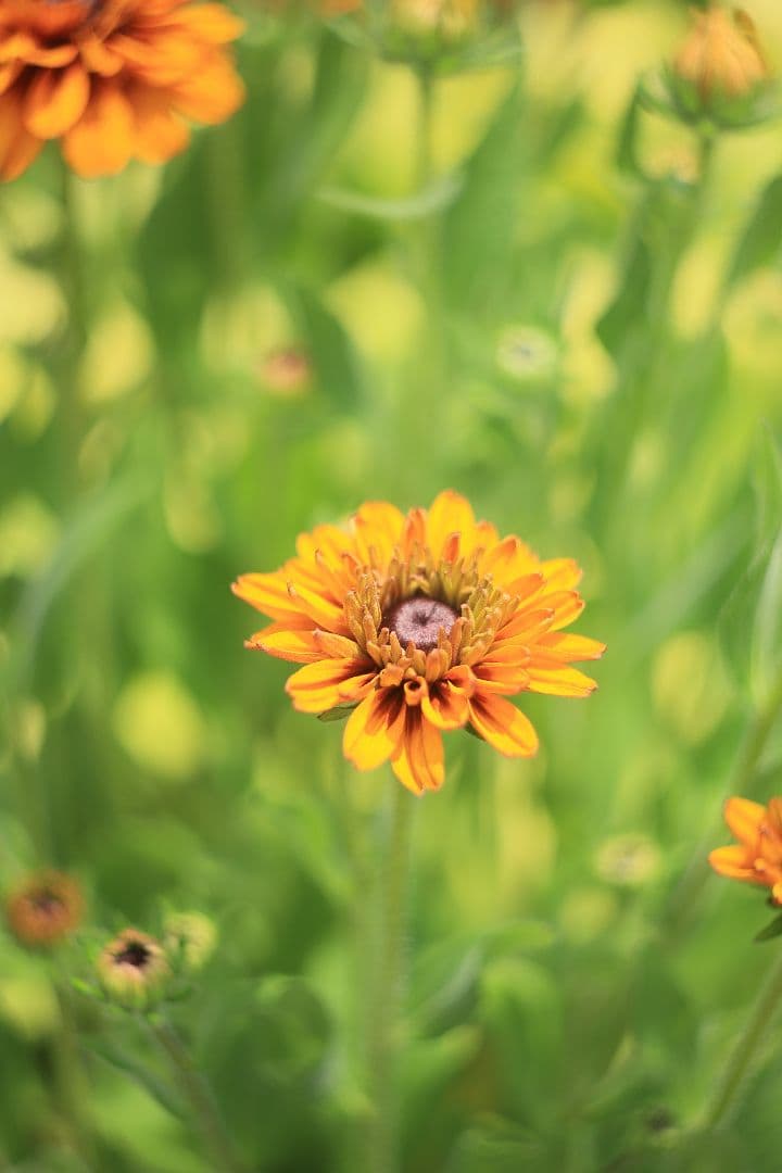 HELIOS-44 58mm F2 zebra《MMZ製》【光学美品】